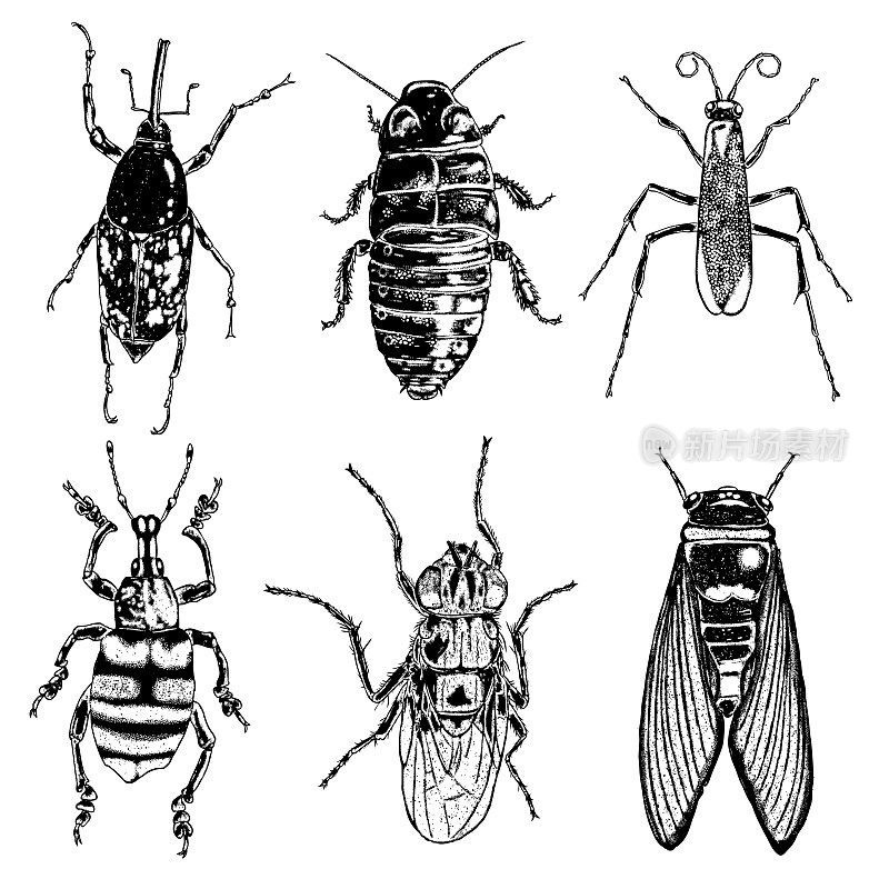 Insect stipple drawing set isolated. Insects and bugs collection in trendy embroidery stippling and hatching, shading style. Vector.